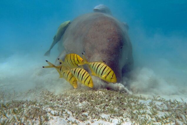 Full Day Dolphin House Satayeh Reef Snorkeling Sea Trip With Transfer-Marsa Alam